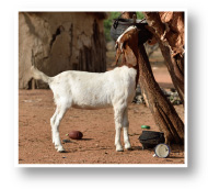 Mali-Facts-280-Goats