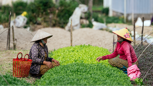 NguyenThiBe-Ms. Be (Right) and her older sister (Left) on their rent farming area 1