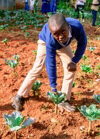 A boy harvesting food from a garden.