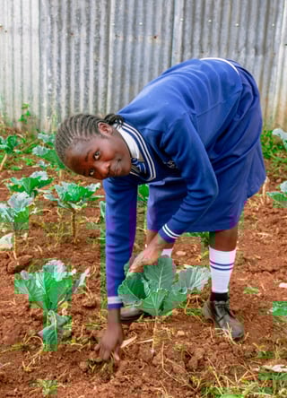 A girl harvesting food in a garden.