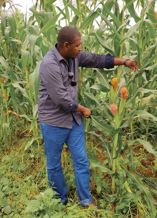 A farmer harvesting produce. 